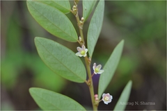 Phyllanthus gardnerianus